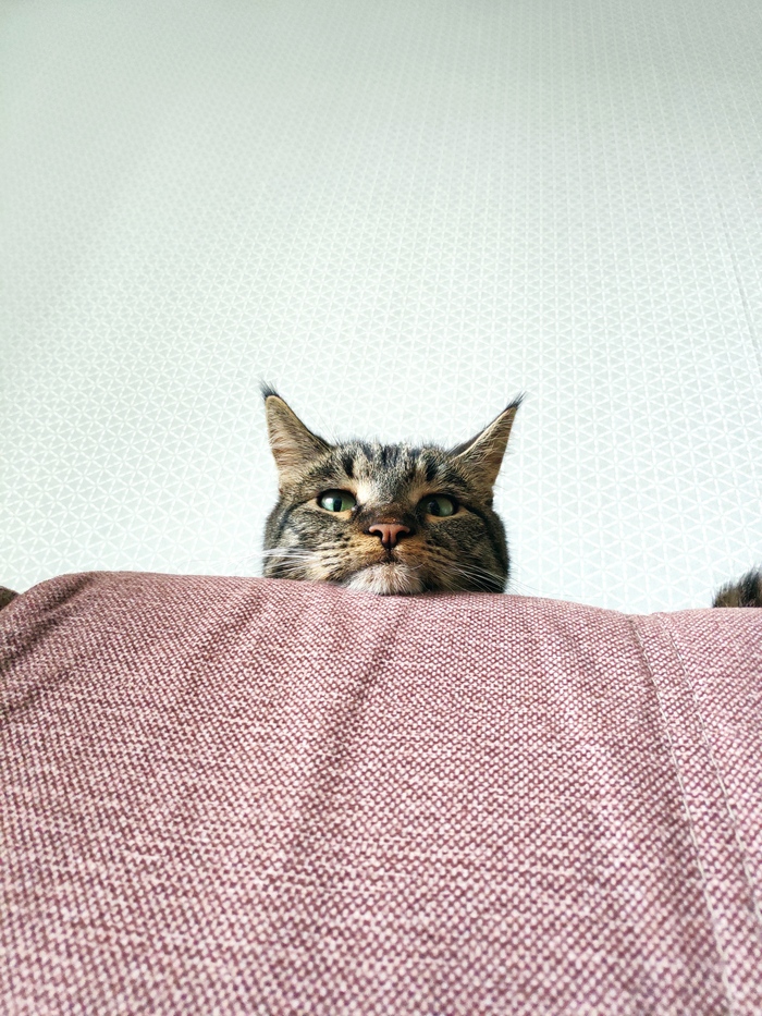 Ответ на пост «Ответ на пост "Моя лучшая фотография кота"»