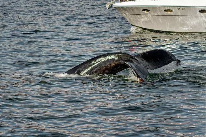 Кит в Авачинском заливе. фото: Павел Ившин