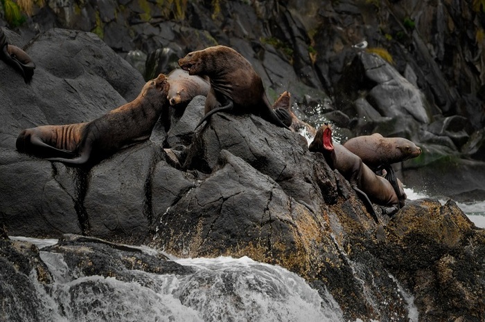 Сивучи на острове Старичков. фото: Павел Ившин