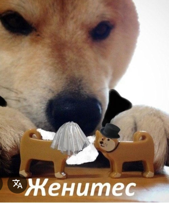 ����� ������ �������