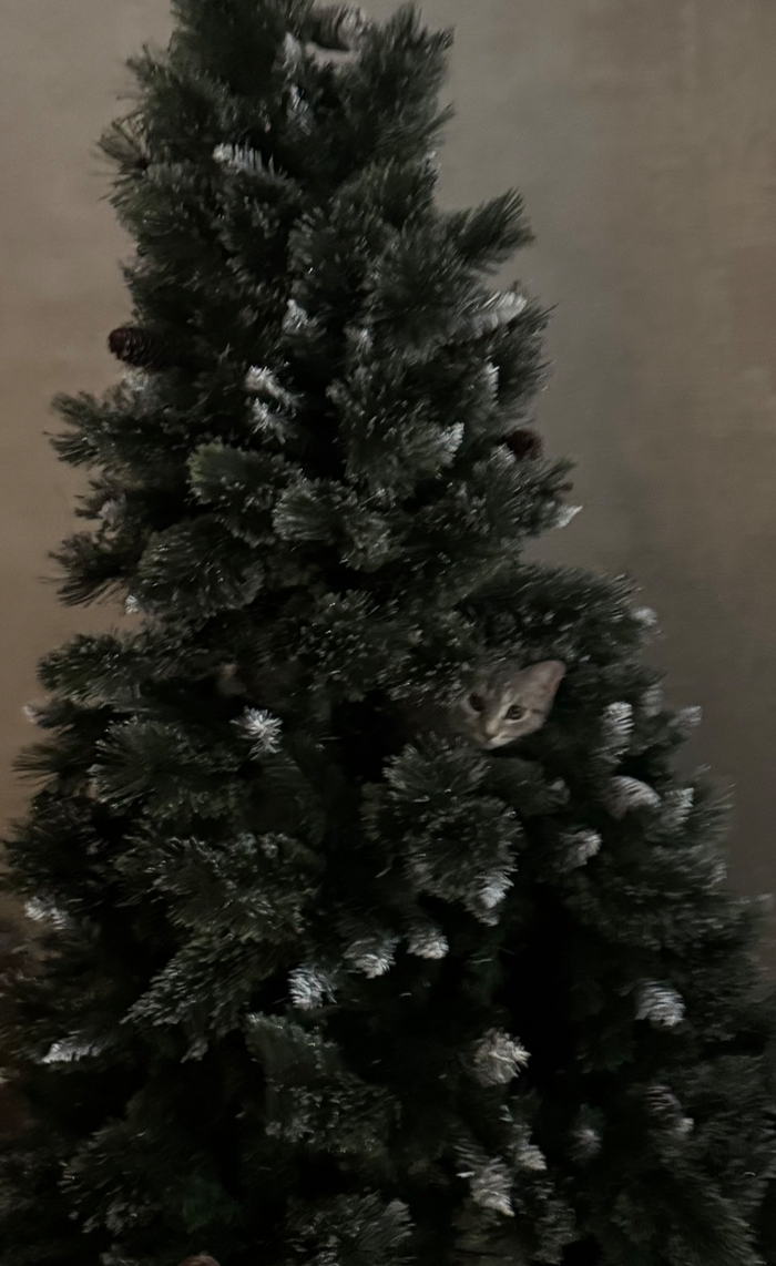 Кошка Муня 4 месяца