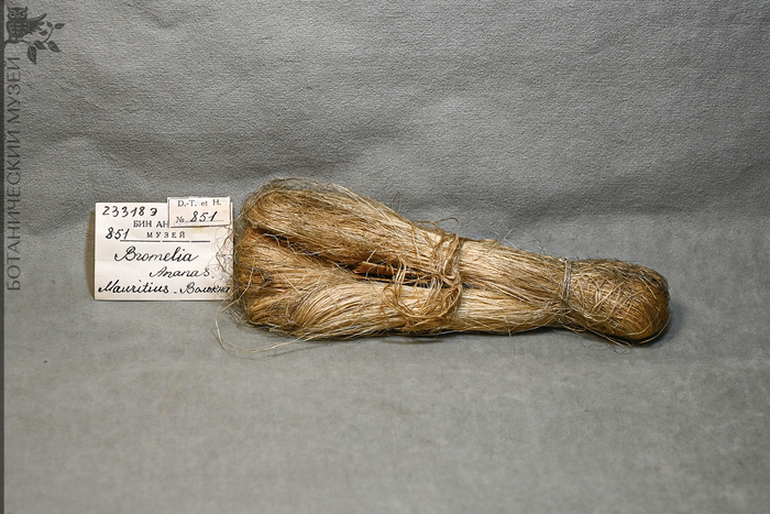 Волокна ананаса из фондов Ботанического музея БИН РАН.