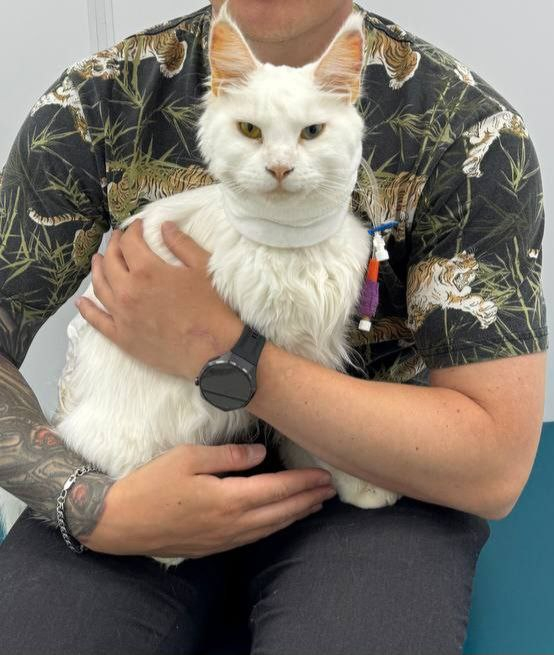 Срочно нужно переливание для кошки группа А