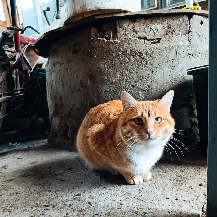 Станичный статичный