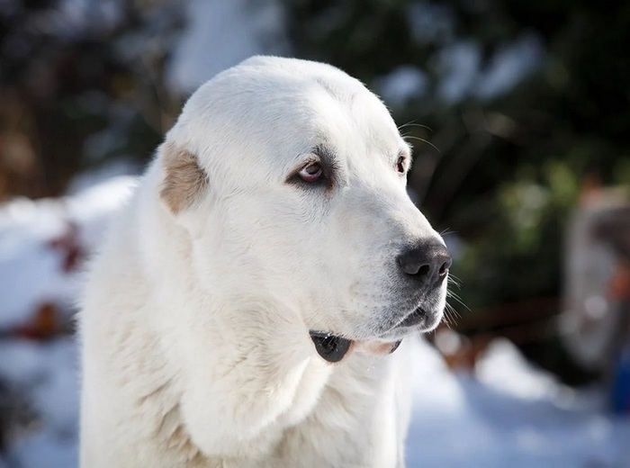 Искандер (фото из инета)