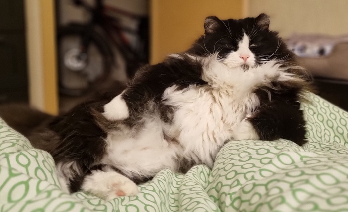 Моя лучшая фотография кота на данный момент)