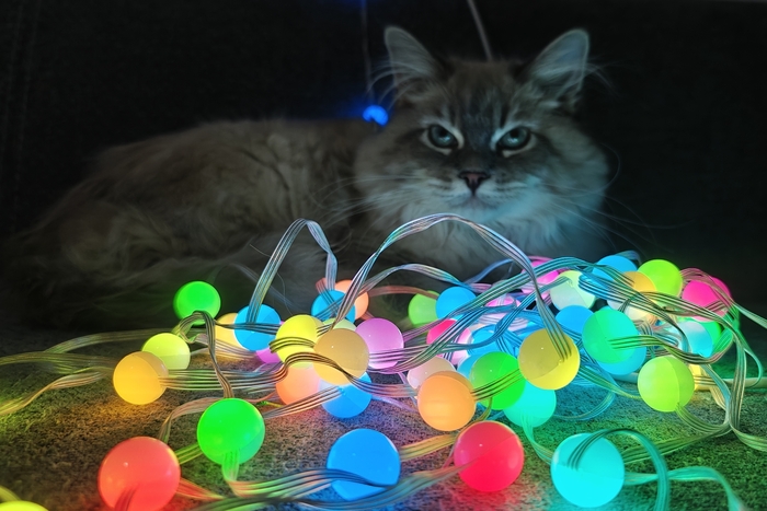 ����� ��������