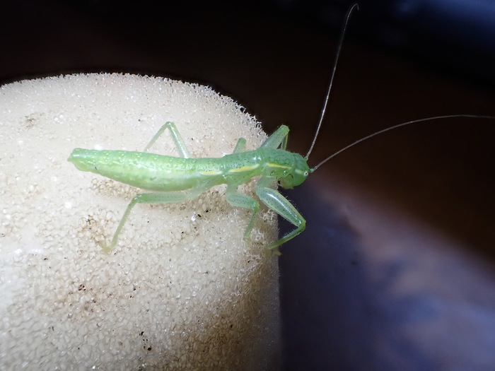 Tanzaniophasma sp., Танзания, © chemp, некоторые права защищены (CC-BY-NC)