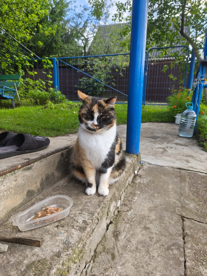 Наелась и смотрит.