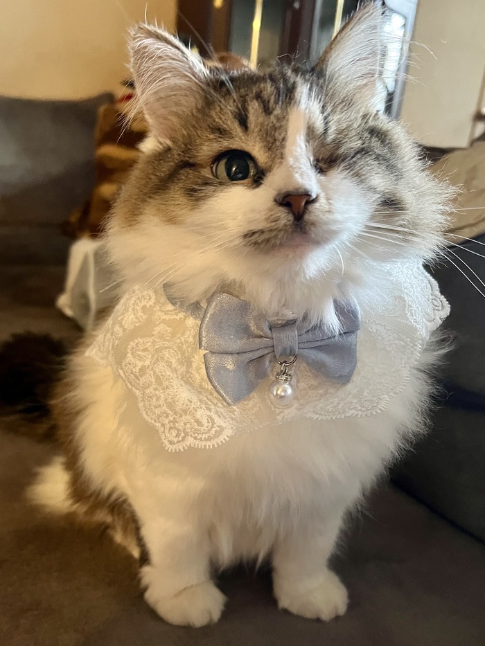 Кошка Лукошка