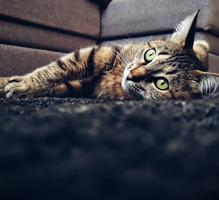 ��� ������ ���������� ����