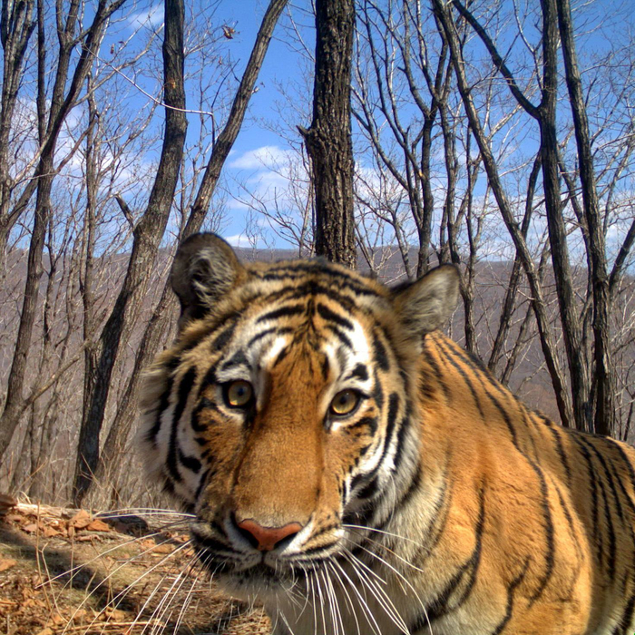 ���. ��������. �������