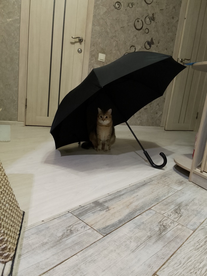 Ответ на пост «Моя лучшая фотография кота»