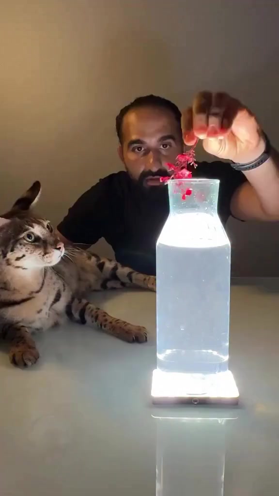 Добавлен последний штрих - Юмор, Вертикальное видео, Короткие видео, Кот, Перевернуть, Telegram (ссылка), Видео, Fail