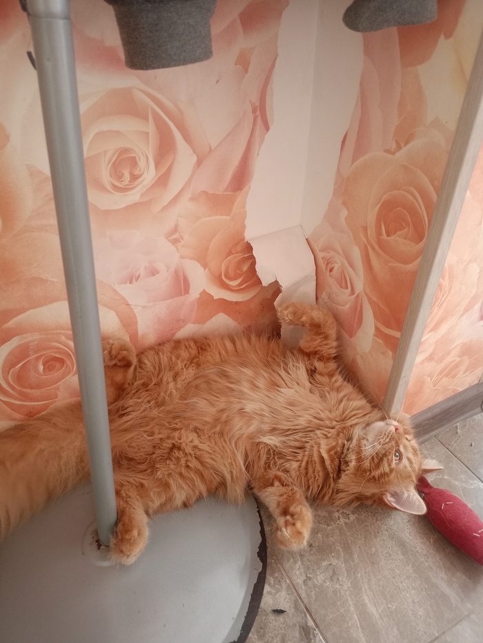 �������� ����������