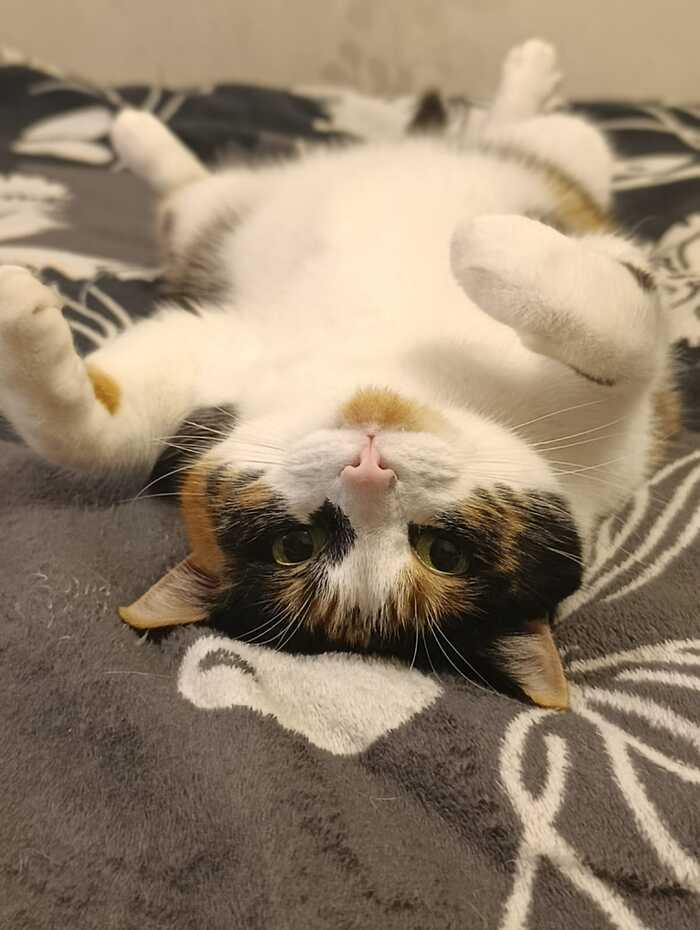 ��� ����