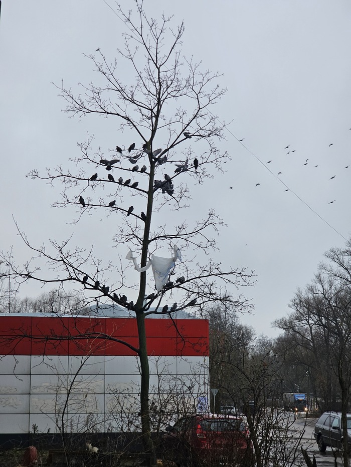 ���� ������