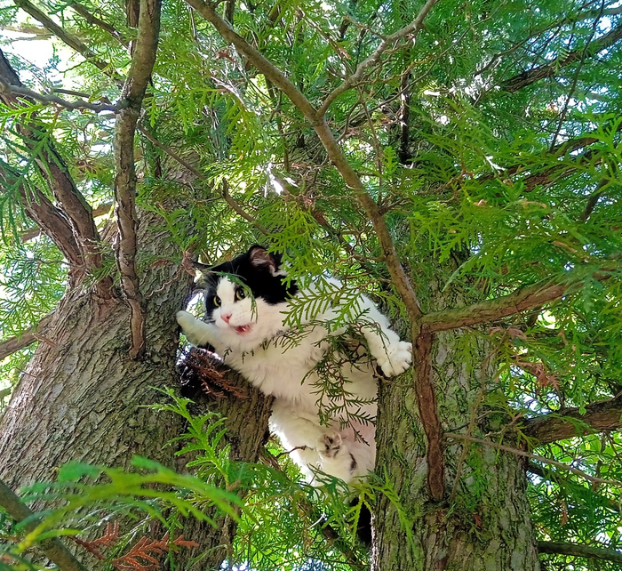 Моя лучшая фотография кота