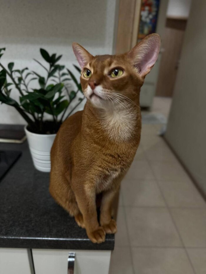 Срочно в добрые руки котик