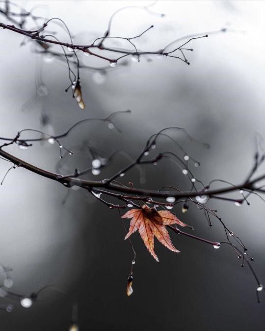 ОБНАЖЁННЫЙ НОЯБРЬ/М.Агат