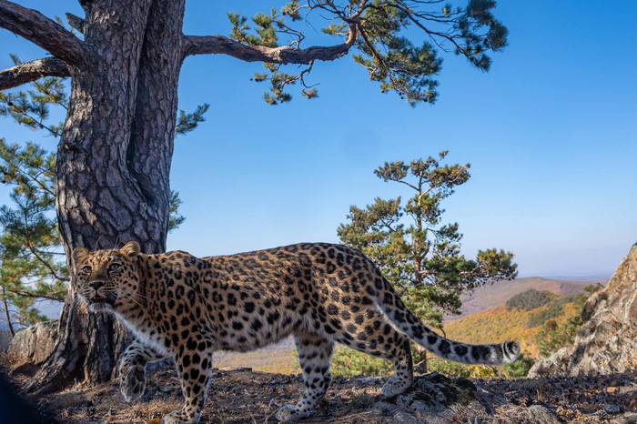 Фото: Игорь Метельский <a href="https://pikabu.ru/story/pyatnistaya_ostorozhnost_13510651?u=https%3A%2F%2Ft.me%2Figormetelskiy%2F322&t=%D0%BE%D1%82%D1%81%D1%8E%D0%B4%D0%B0&h=ab60ff9490d3c631442c657e910138da37c5232d" title="https://t.me/igormetelskiy/322" target="_blank" rel="nofollow noopener">отсюда</a>