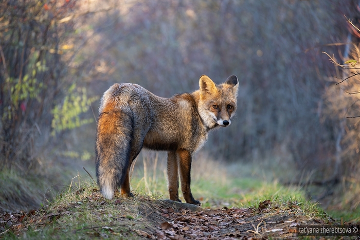 ������ ����