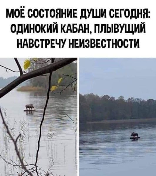 Кабанчик в тумане