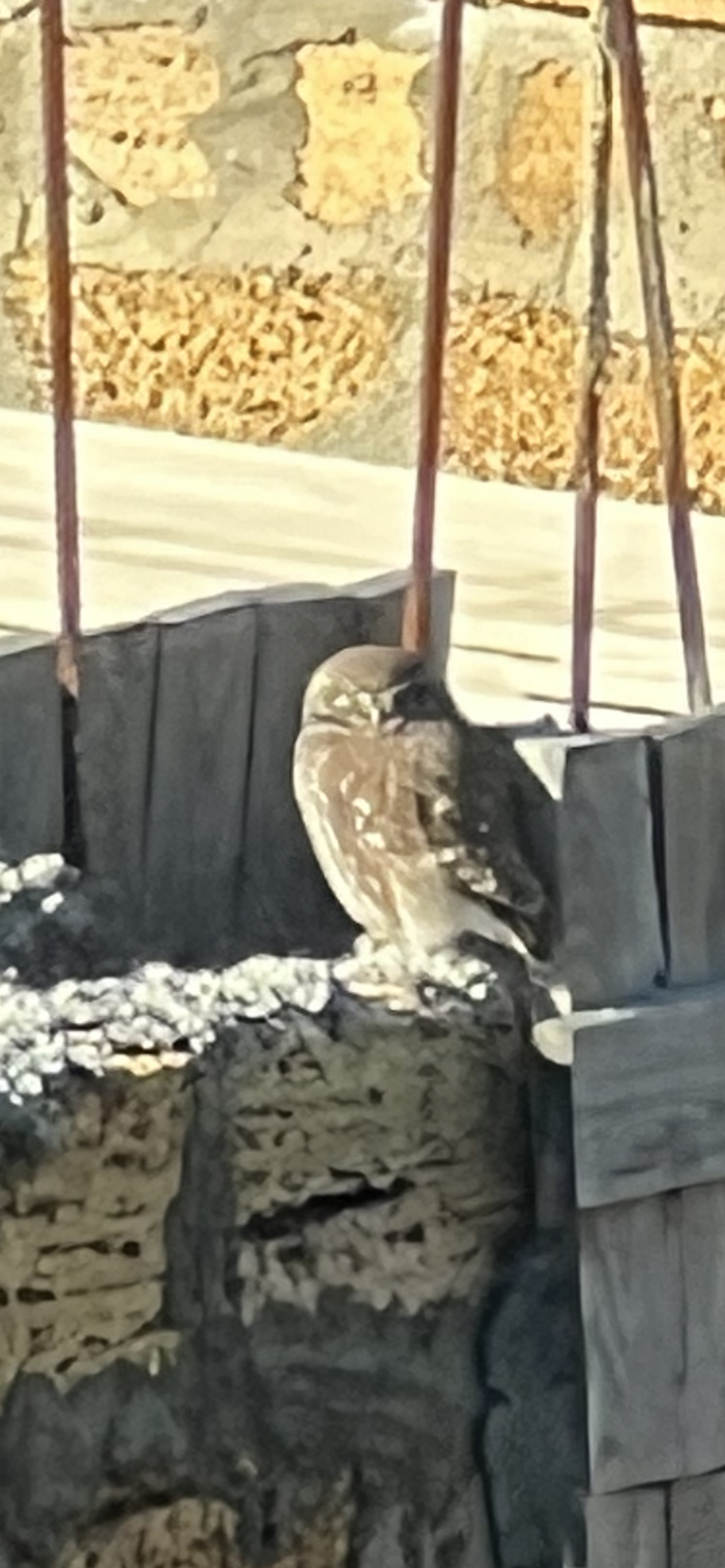 Что за птица?