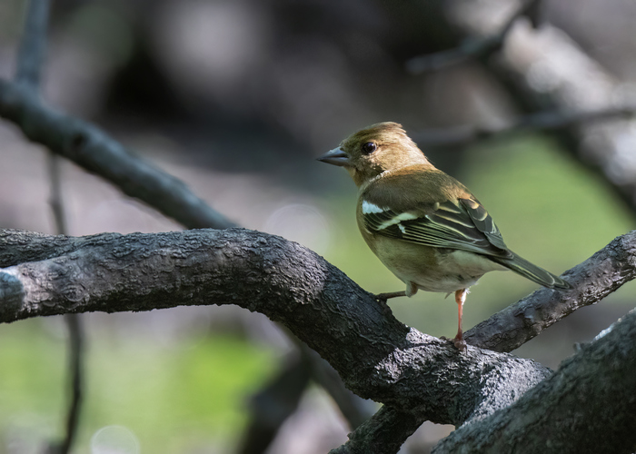 Зяблик (самка)