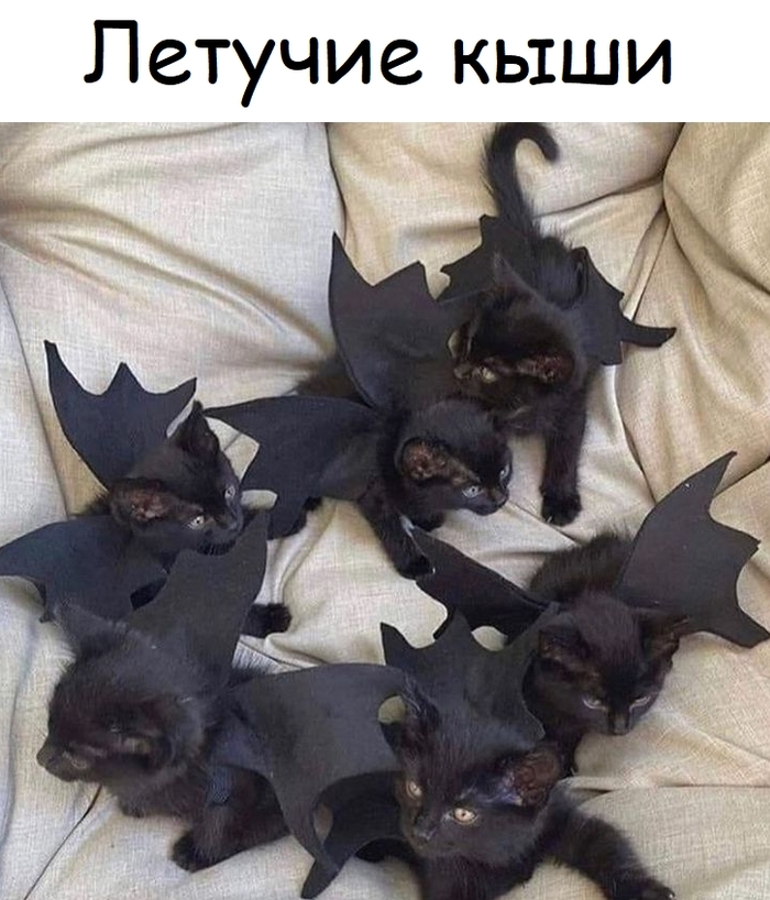 Летучие кыши