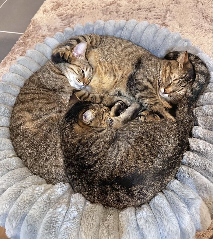 <!--noindex--><a href="https://pikabu.ru/story/trikotazh_13512041?u=https%3A%2F%2Fx.com%2Fi%2Fstatus%2F2001252074139607352&t=https%3A%2F%2Fx.com%2Fi%2Fstatus%2F2001252074139607352&h=c2b2ca24df6a305b21ecf466fbdaaa149c5cdae9" title="https://x.com/i/status/2001252074139607352" target="_blank" rel="nofollow noopener">https://x.com/i/status/2001252074139607352</a><!--/noindex-->