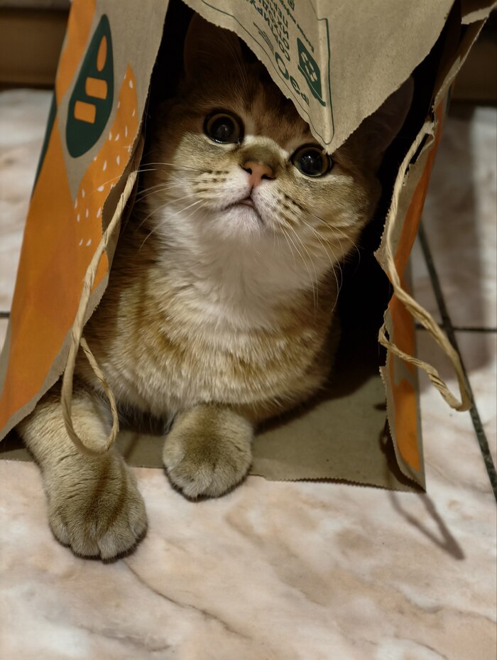 Лучшее фото моего кота