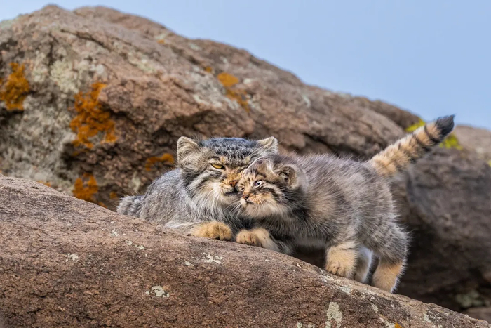 ����������� ����� ��������