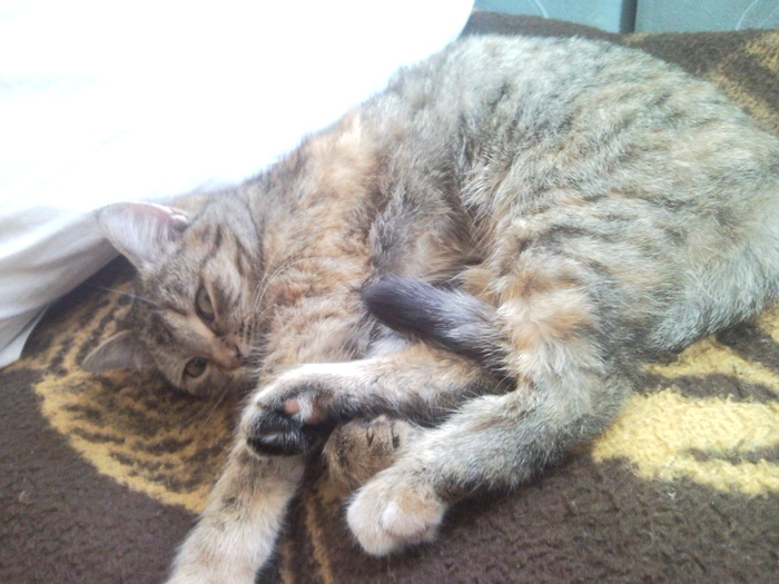 Ответ на пост «А это лучшее фото моей кошки»