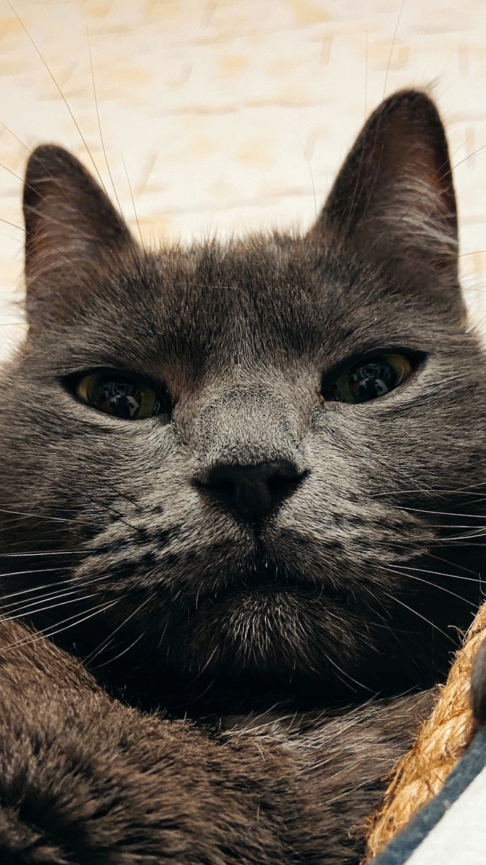 Просто фото моего кота