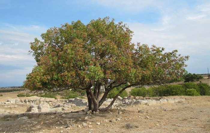 ����� ��� �� �����.