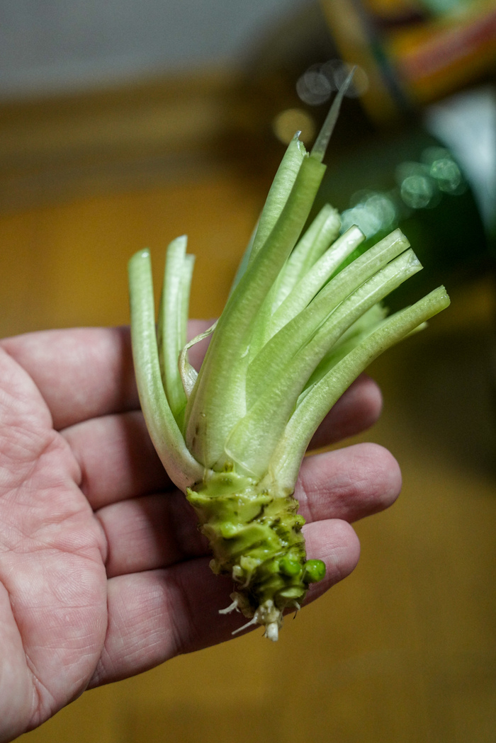 ����������������� �������