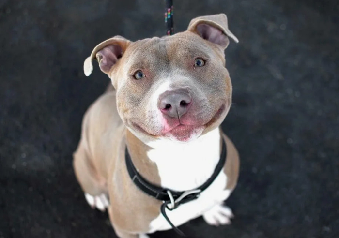 Добрая собака