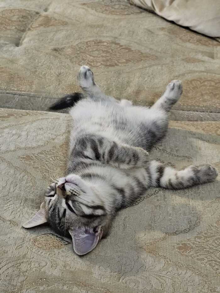 ��� ������ ���������� ����