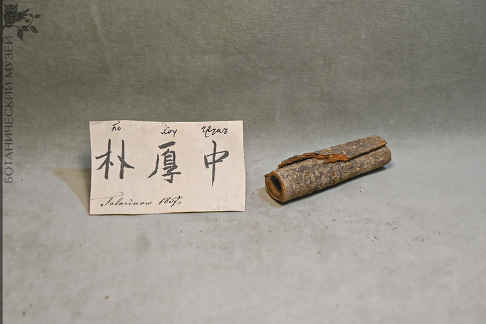 Магнолия лекарственная (Magnolia officinalis) – кора, сушит сырость и рассеивает мокроту, облегчает одышку. Получено от Татаринова А.А. из Китая в 1857 г. Коллекция экономической ботаники Ботанического музея БИН РАН.