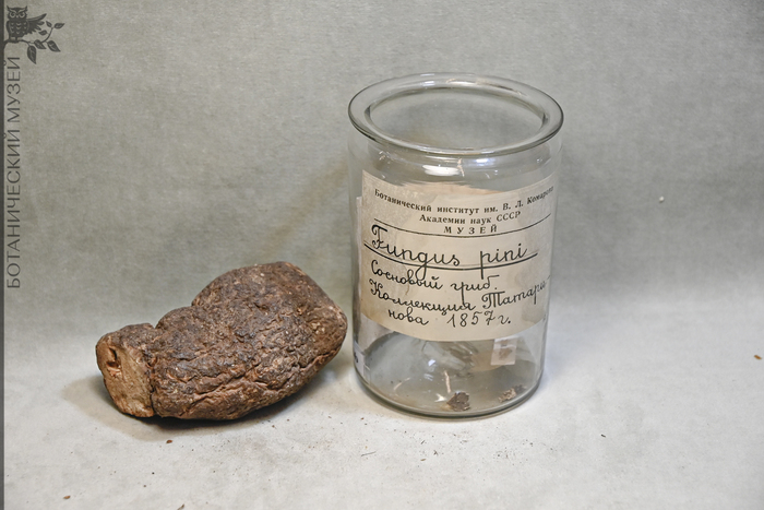 Пория кокосовидная (Poria cocos) – склероций гриба, способствует мочеиспусканию, вымывает сырость, укрепляет селезенку и успокаивает сердце. Получено от Татаринова А.А. из Китая в 1857 г. Коллекция экономической ботаники Ботанического музея БИН РАН.