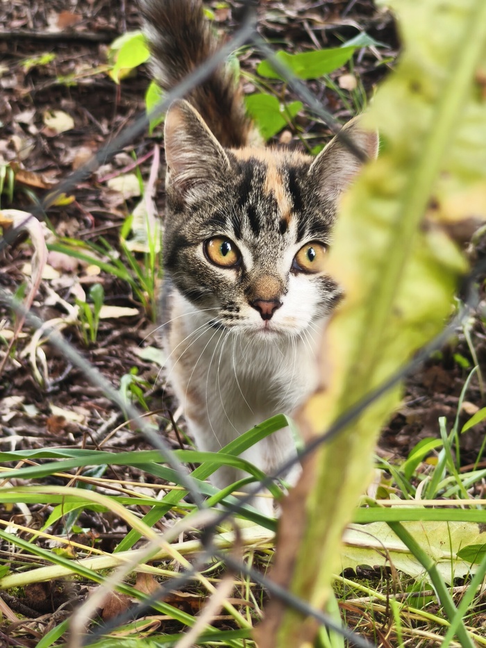 ��� ������ ���������� �����