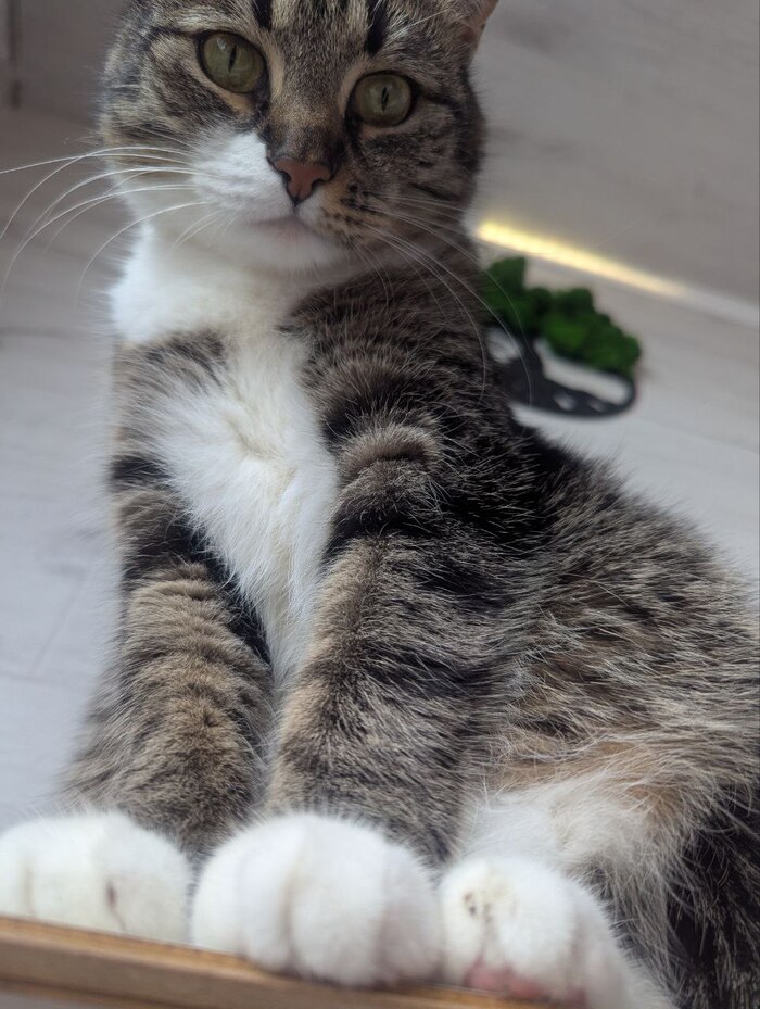 Ответ на пост «Моя лучшая фотография кота»