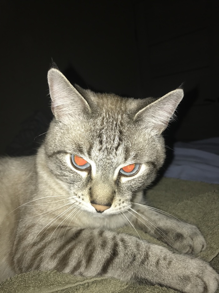 Выложу и я своего котика