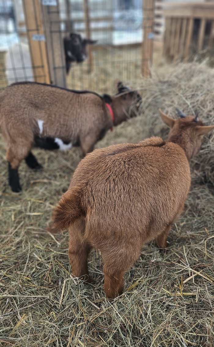 �������� ����������� ����