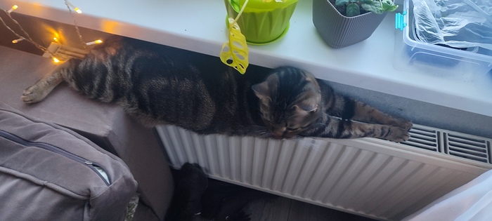 ��� ������ ���������� ����