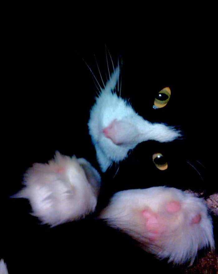 Мой лучший снимок кота