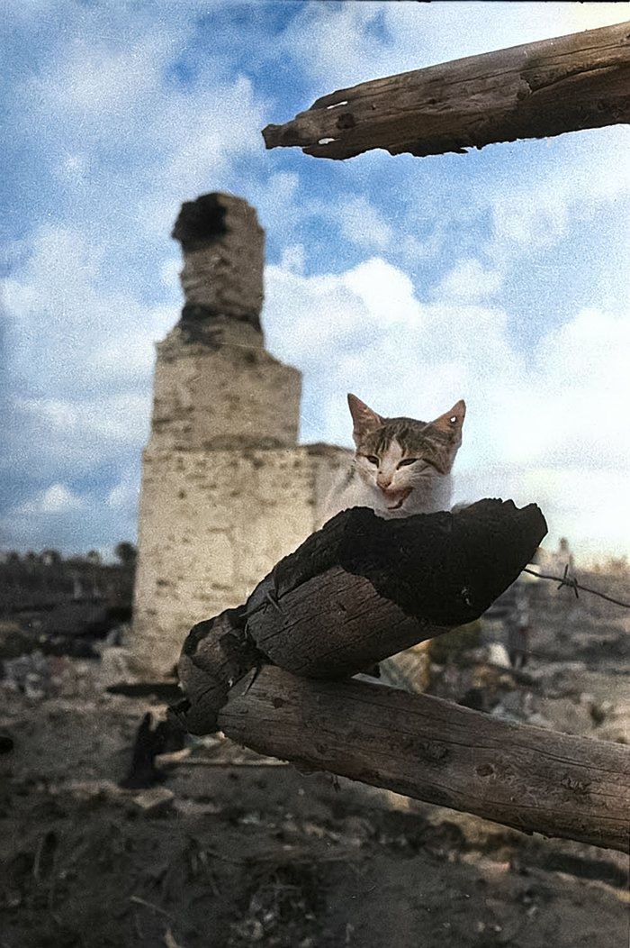 ������ (� 1944 ���� � � ������� ��������� �������).