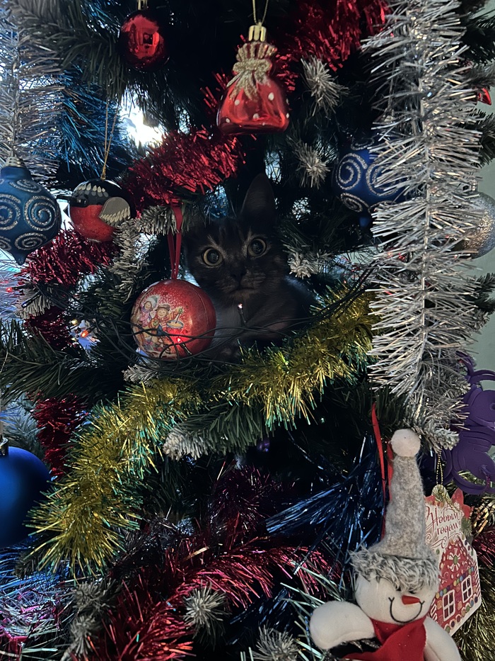 Ася, 1.5 года. Живет на елке, лежит на ветках в метре от пола)