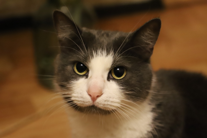 ������ ���� ����� - ���